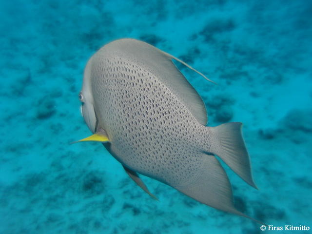 Grey Angel Fish