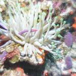 Anemone1