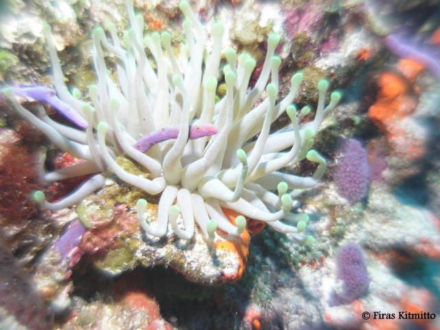 Anemone1