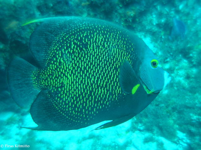 French Angel Fish