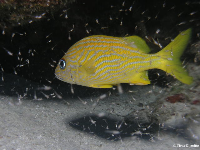 Blue-Striped Grunt