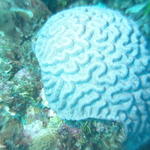 Brain Coral