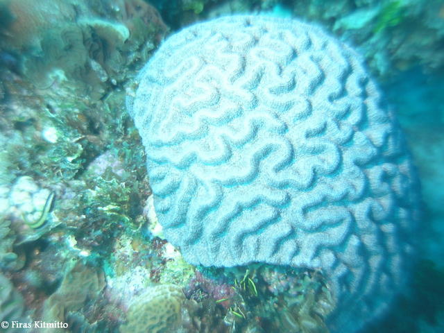 Brain Coral