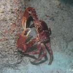 Crab in a cave