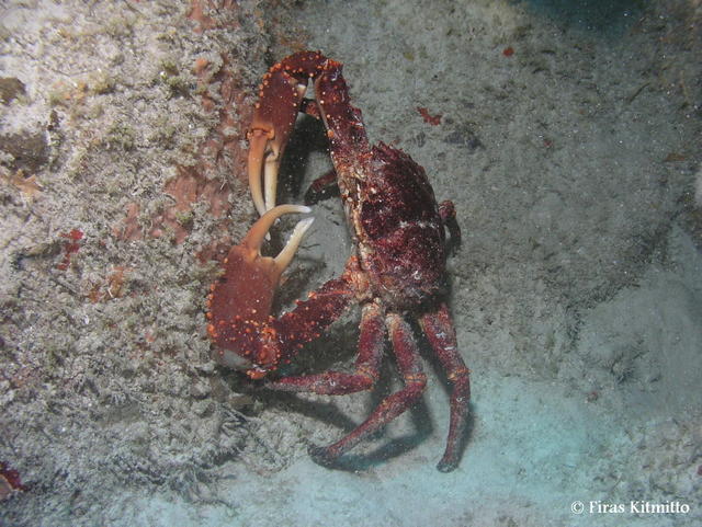Crab in a cave