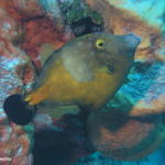 Whitespotted filefish