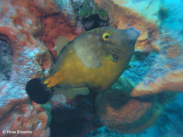 Whitespotted filefish