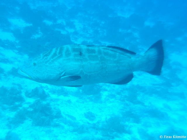 Grouper