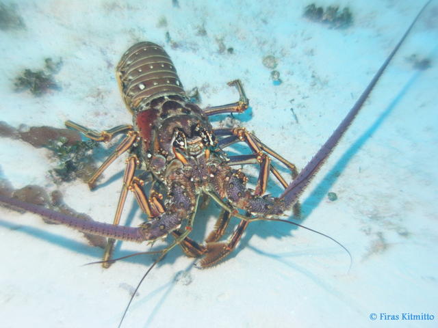 Lobster 2