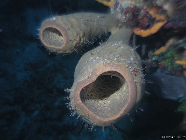 Sponge Tube