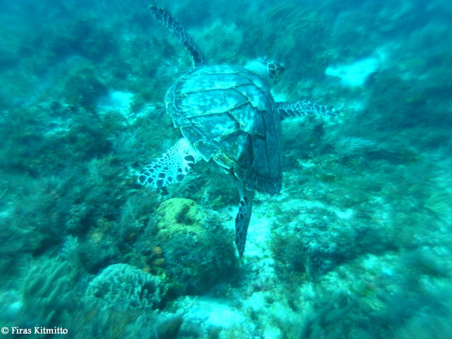 Turtle 3