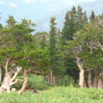 Bristle Cone Pines - several hundred years old at least