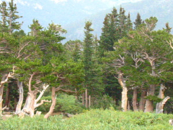 Bristle Cone Pines - several hundred years old at least