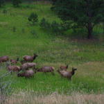 Elk in a meadow new Evergreen