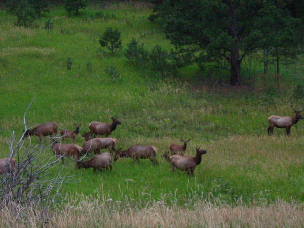 Elk in a meadow new Evergreen