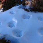 Interesting tracks on a solo hike near Mt Falcon