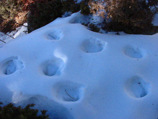 Interesting tracks on a solo hike near Mt Falcon