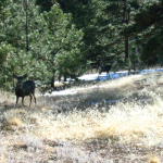 Deer on Mt Falcon solo hike