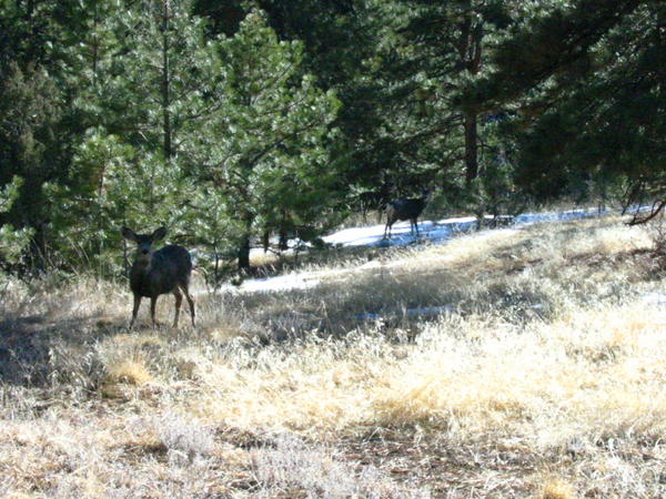 Deer on Mt Falcon solo hike