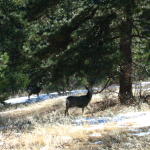 Same hike, different deer -- sure beats a day at the office!