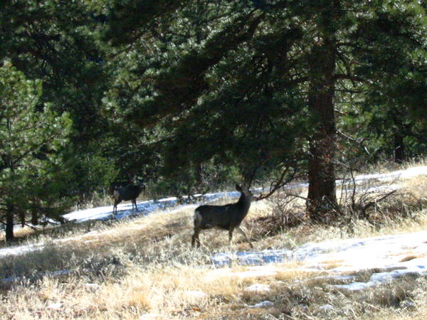 Same hike, different deer -- sure beats a day at the office!