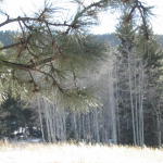 Aspens across a meadow