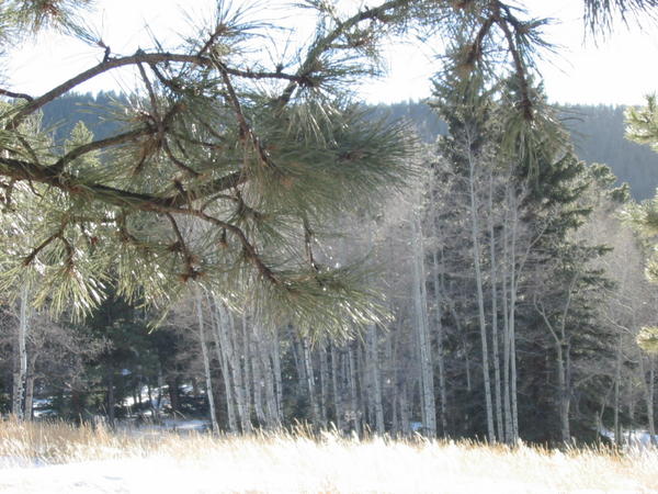 Aspens across a meadow