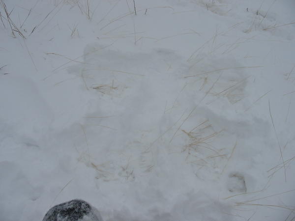 Justin's snow angel