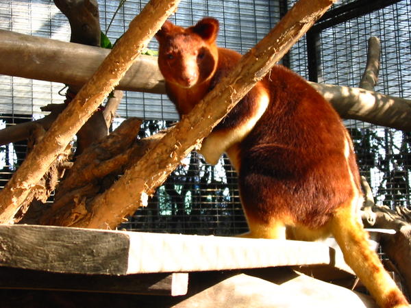 A Ring Tailed Kangaroo