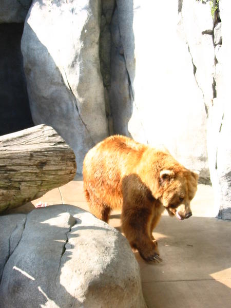 Alaskan Brown Bear