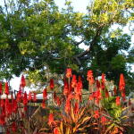 Orange Bottle Brush