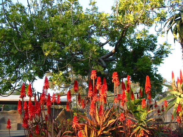 Orange Bottle Brush