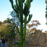 A 75 year old cactus (by Isaac's estimate)