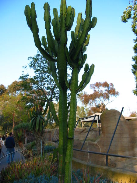 A 75 year old cactus (by Isaac's estimate)