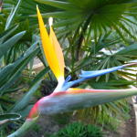 'Bird of Paradise'