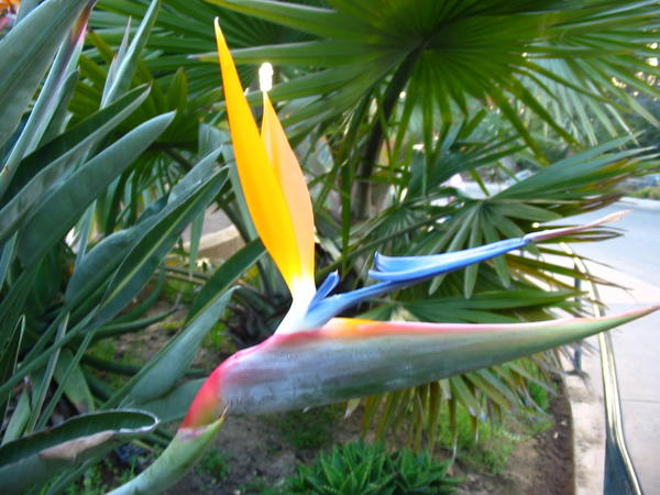 'Bird of Paradise'