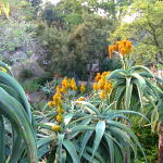 Typical zoo plants