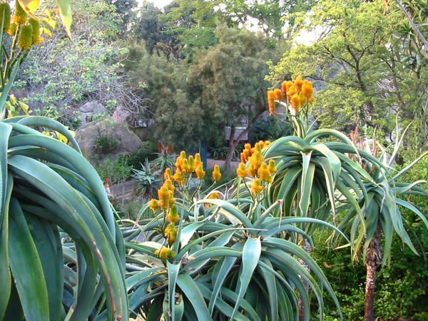 Typical zoo plants