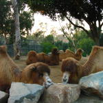 Contented Camels
