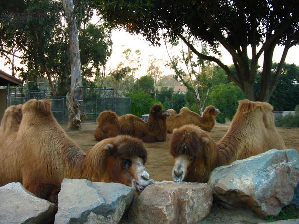 Contented Camels
