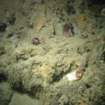 Clam tubes collecting nutrients