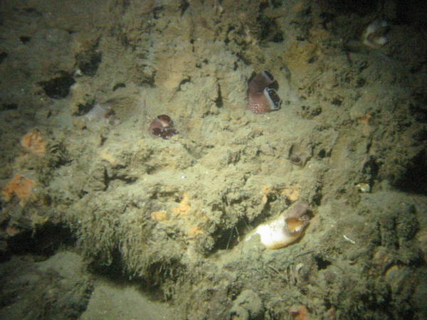 Clam tubes collecting nutrients