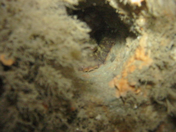 Large octopus in hiding