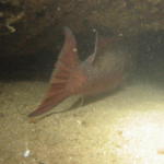 Sheephead entering small cave