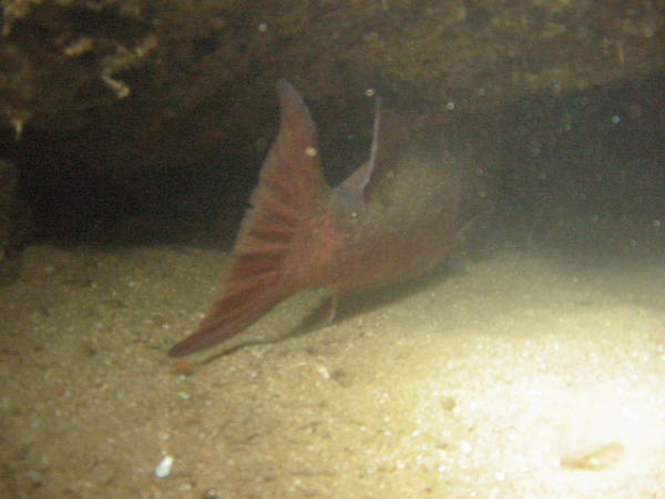 Sheephead entering small cave