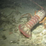 California Spiny Lobster