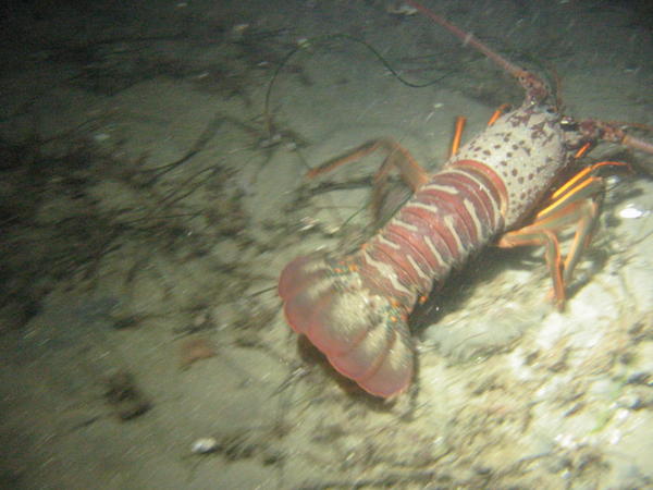 California Spiny Lobster