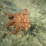 Red Octopus at 85ft