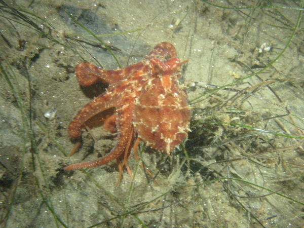 Red Octopus at 85ft