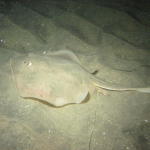 Sting Ray at 40 ft